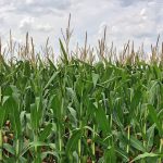 Can Satellite Crop Monitoring Really Be Trusted?