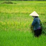 Is Predictive Farming the Missing Link in Agricultural Profitability?