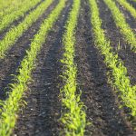 Can AI Really Know Your Crops Better Than You Do?