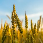 Challenges in Large-Scale Agriculture and How to Solve Them