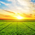 The New Economics of Agricultural Insight